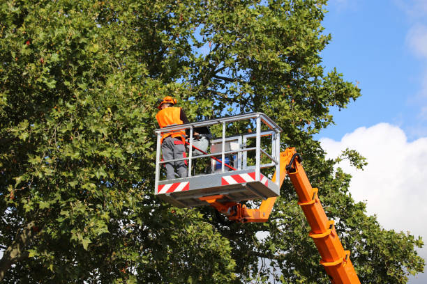 Forest Grove, OR  Tree Services Company